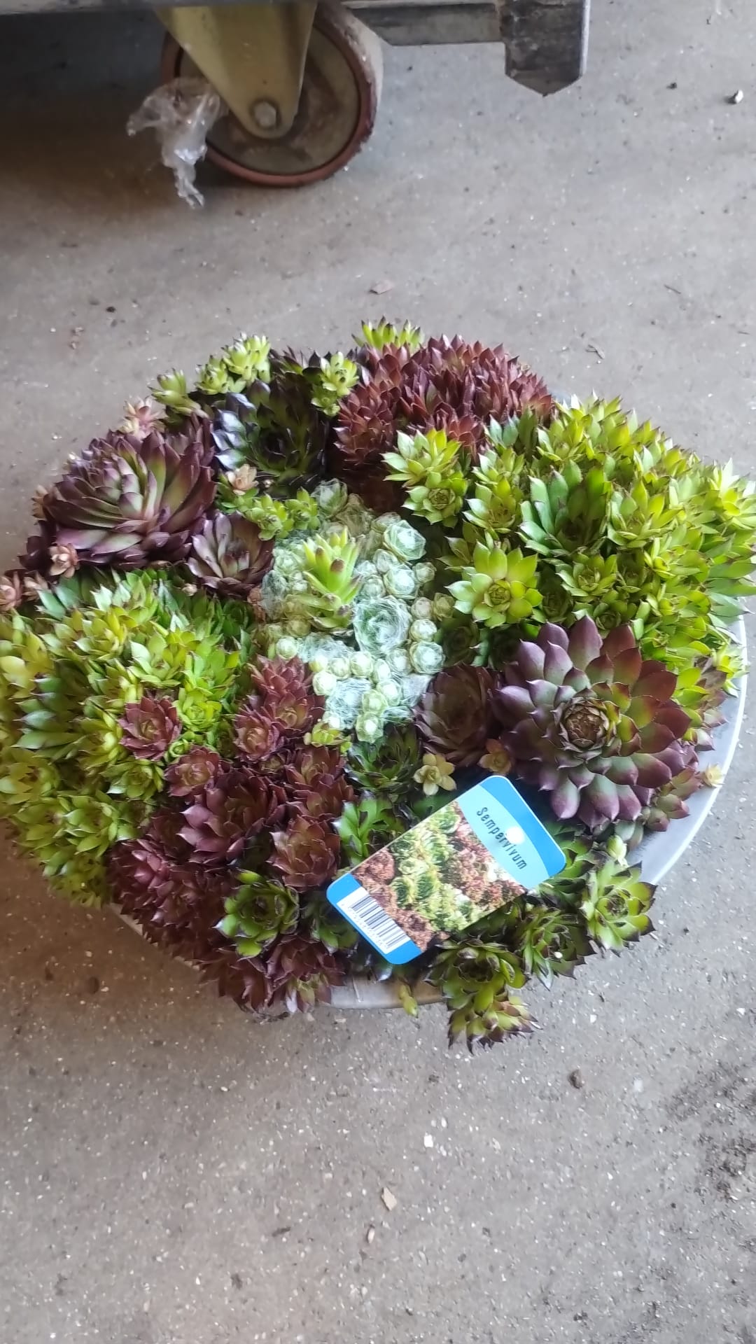 Sempervivum Collection
