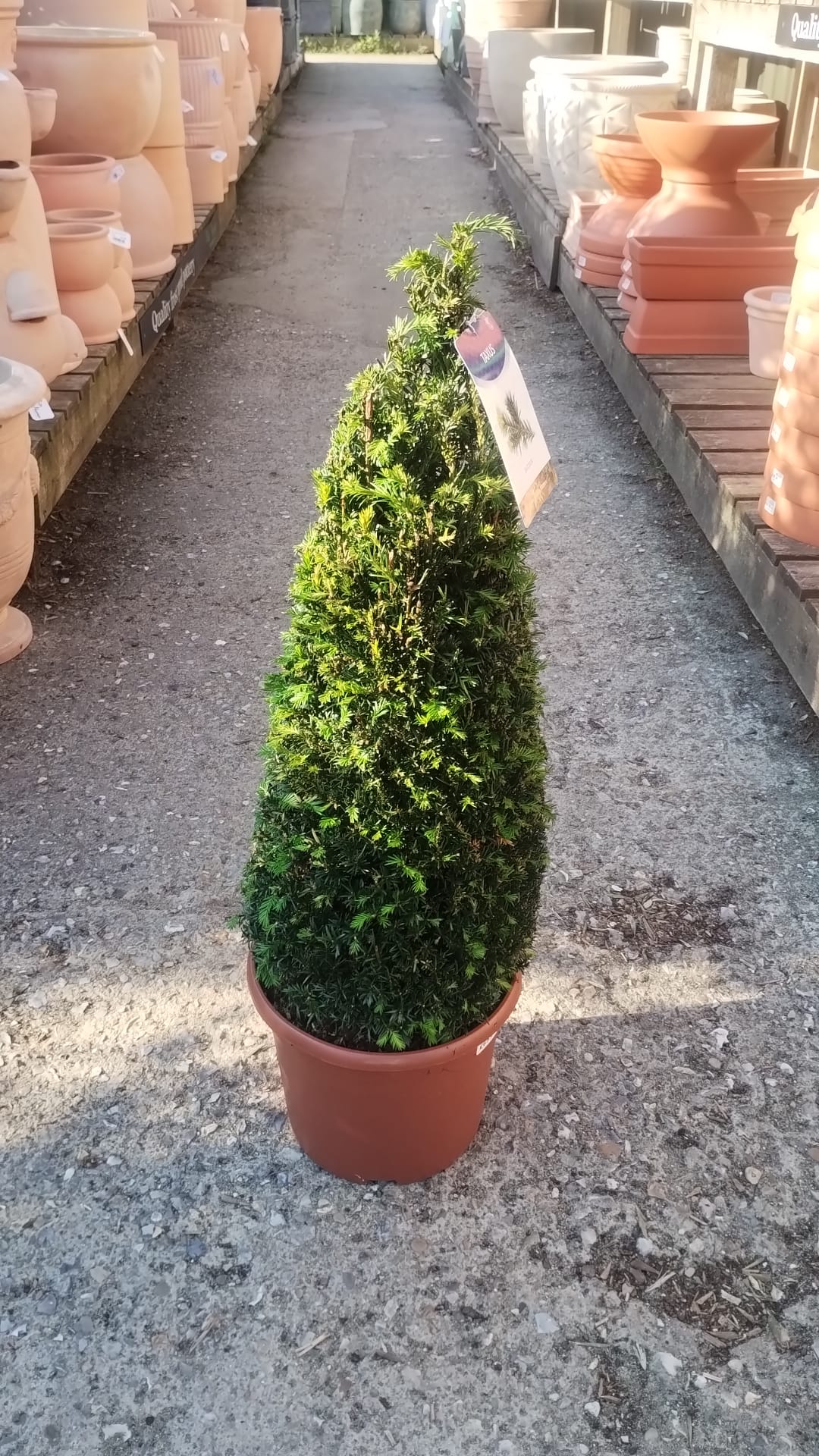 Yew Cone Topiary