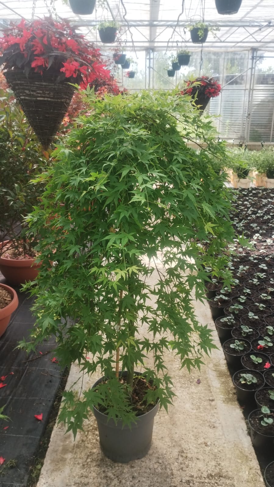 Acer Palmatum Green