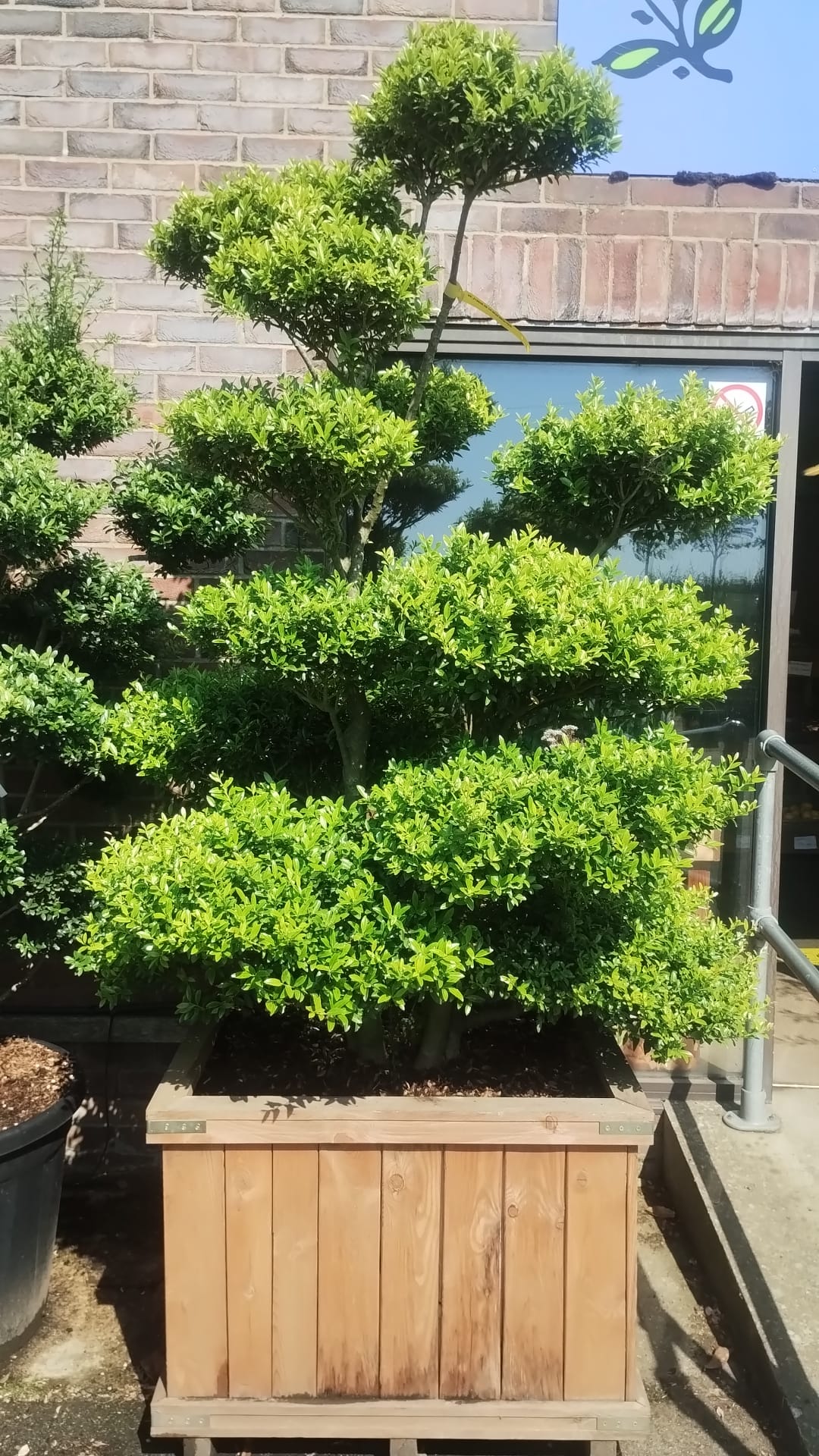Euonymus Standard