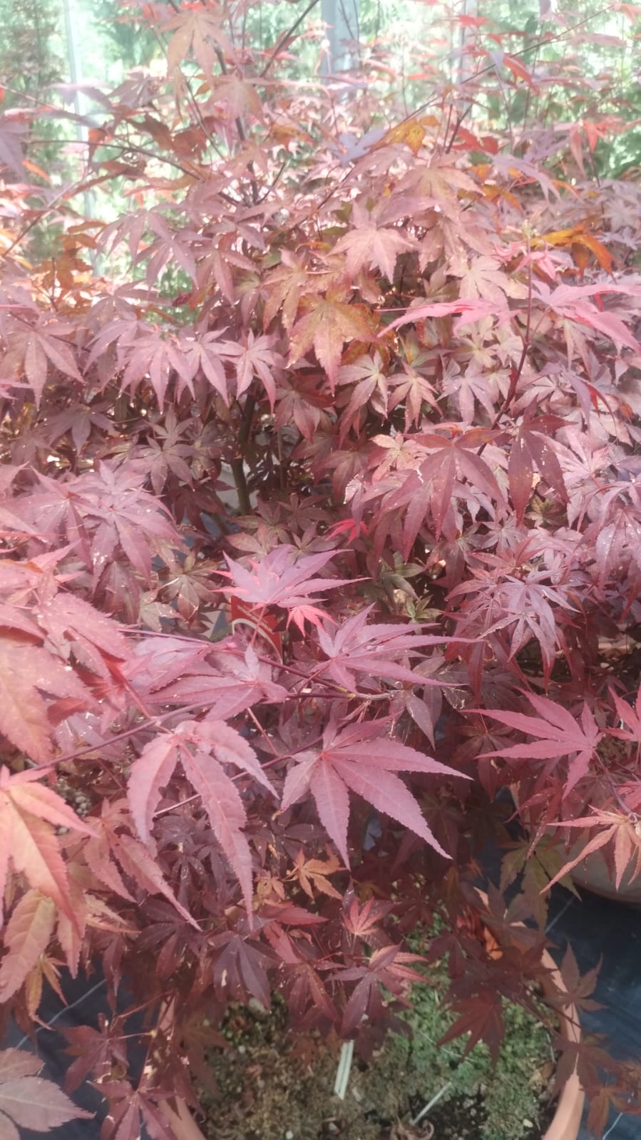 Acer Palmatum Dissectum
