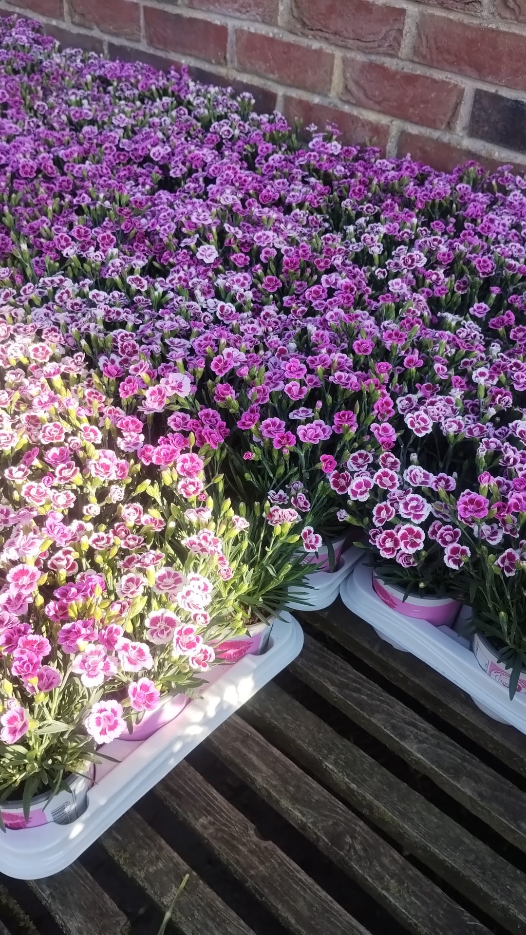 Dianthus Pink