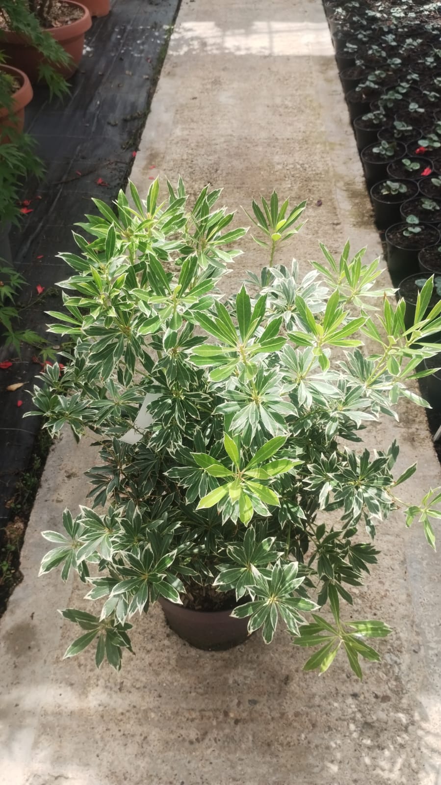 Olive Tree Collection