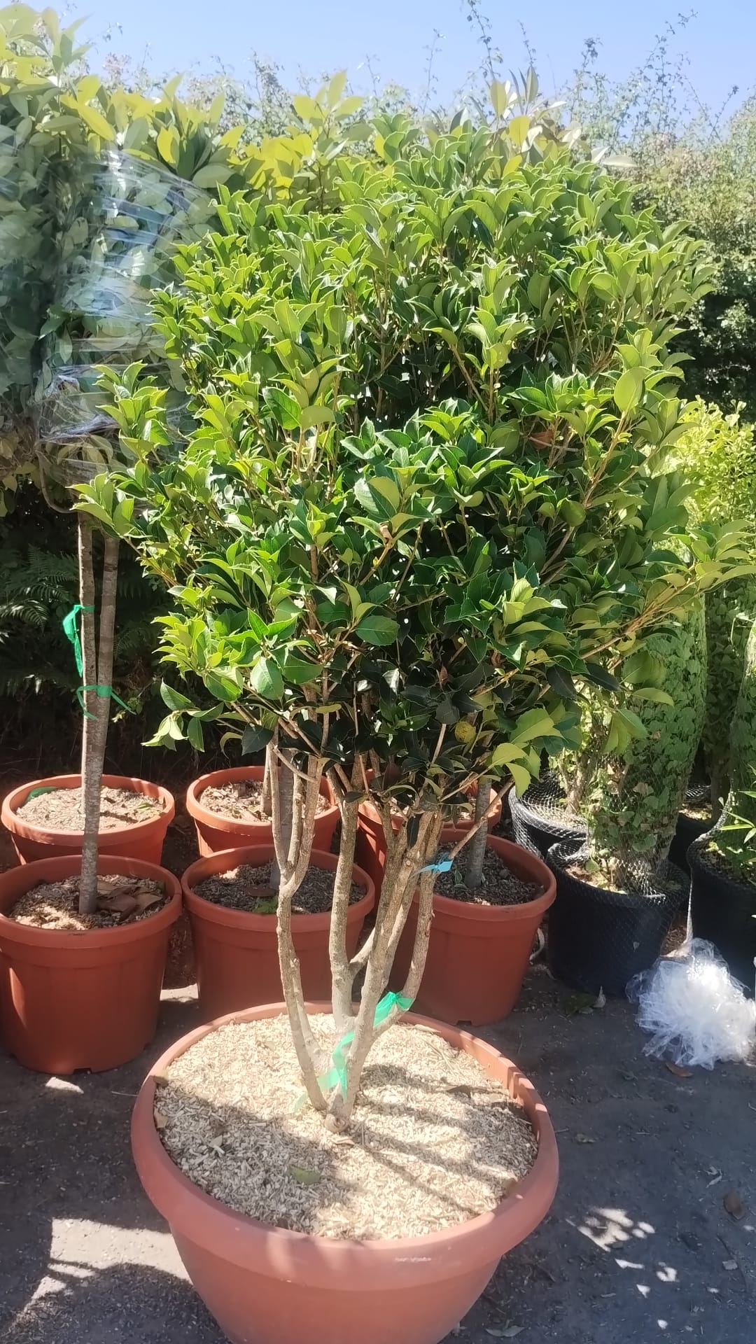 Pieris Japonica