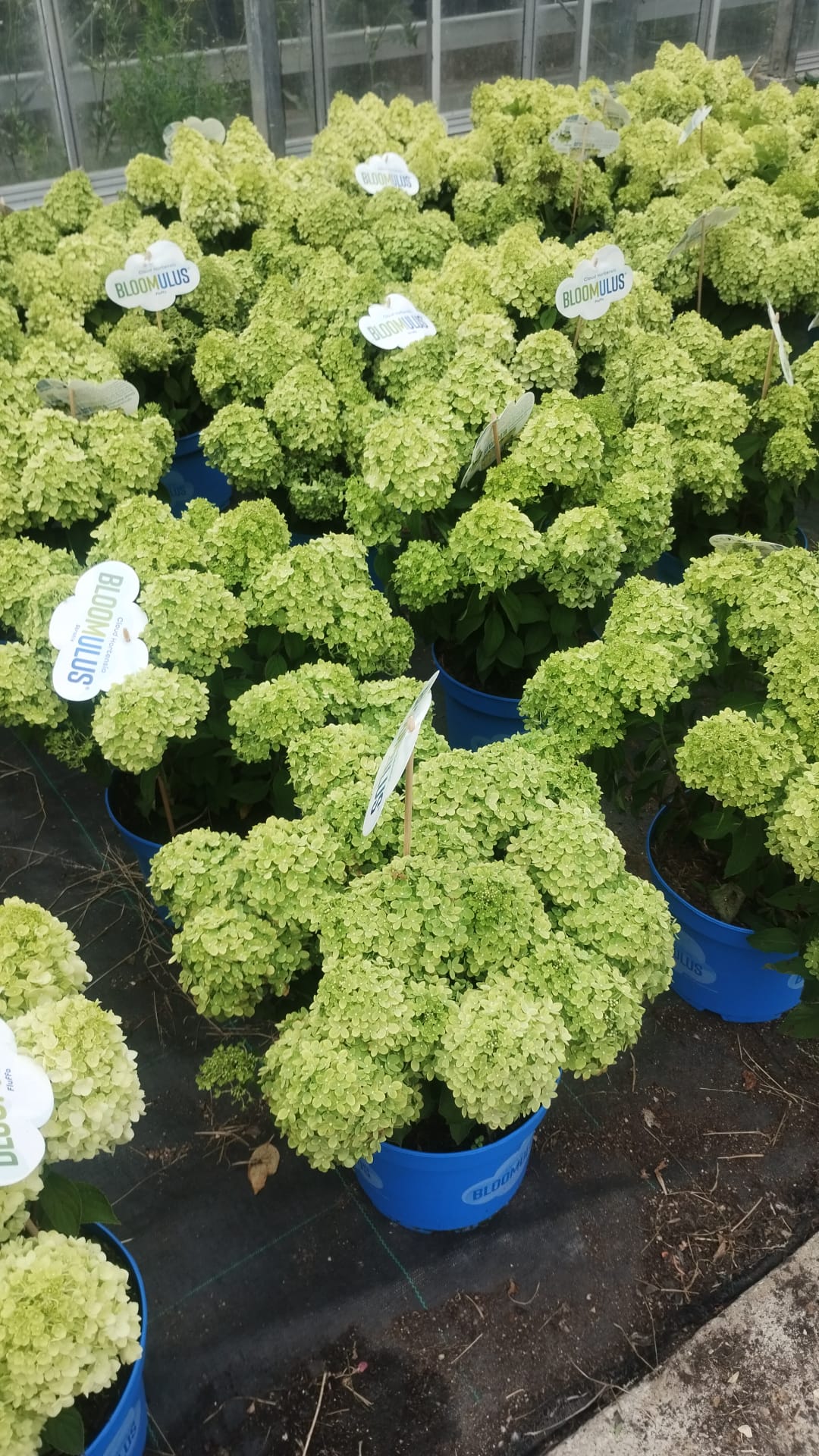 Hydrangea Black Diamonds Mixed
