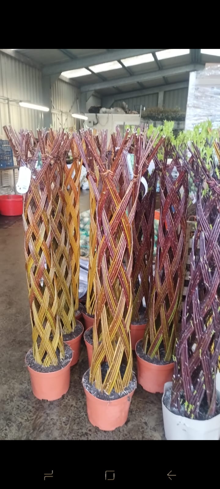 Seasonal Plants #112