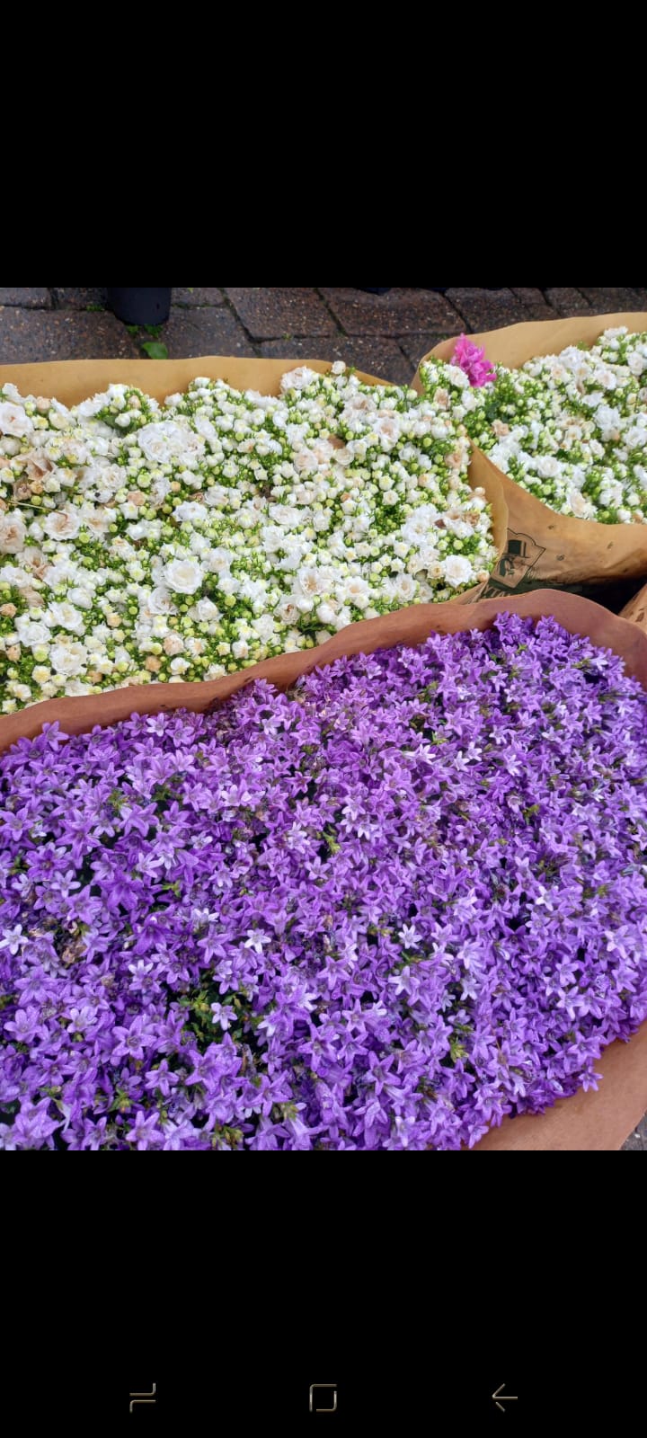Seasonal Plants #115