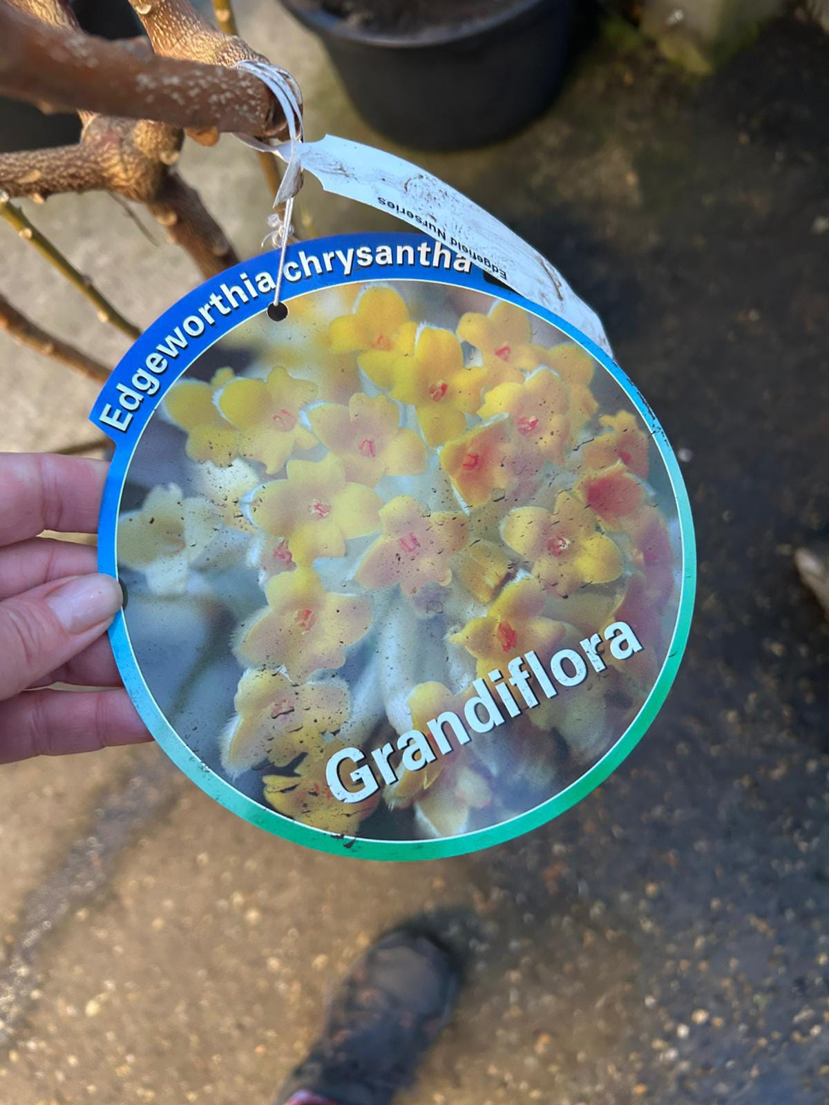 Premium Garden Plant #147