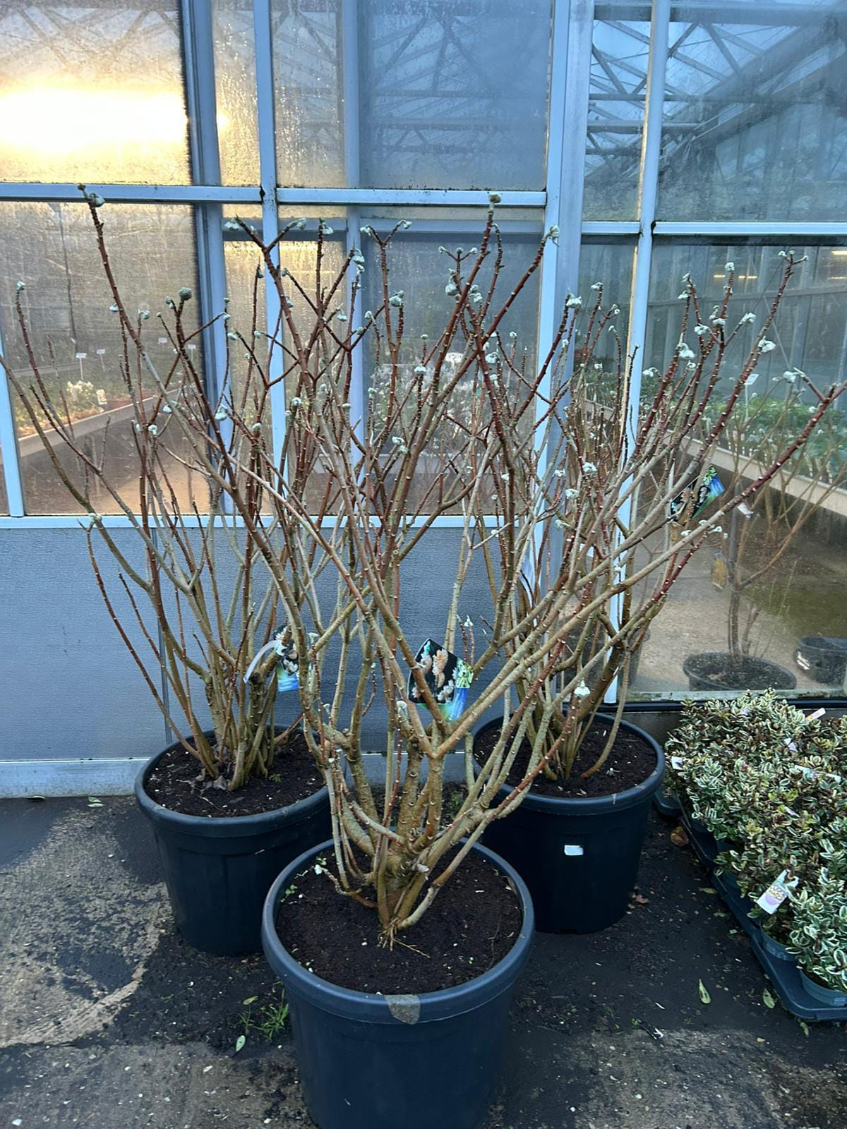 Premium Garden Plant #148