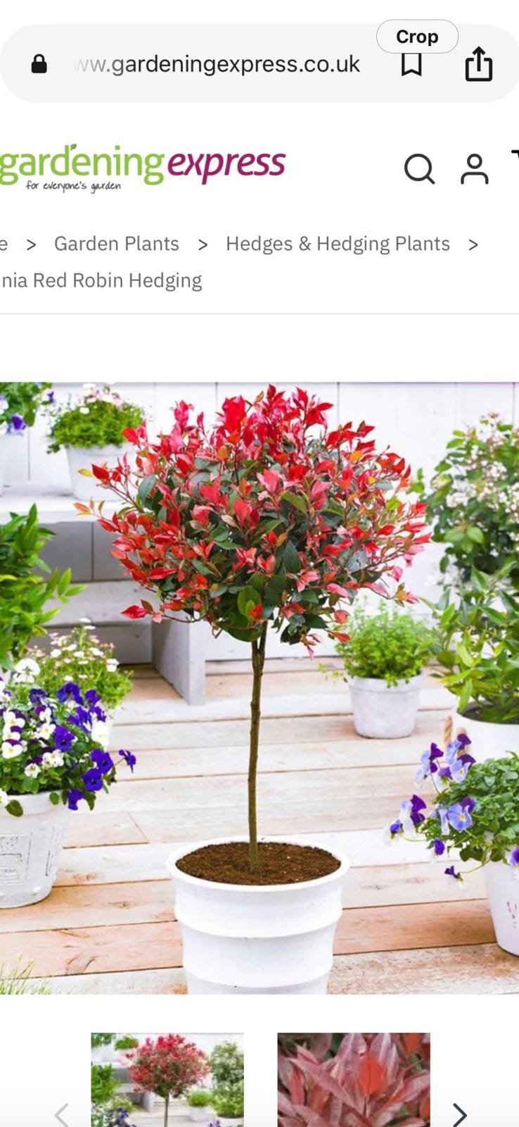 Premium Garden Plant #151